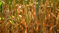 Hitze und Trockenheit: Bauern erwarten leicht unterdurchschnittliche Ernte