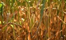 Hitze und Trockenheit: Bauern erwarten leicht unterdurchschnittliche Ernte