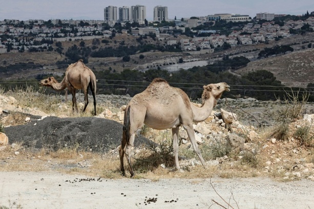 Bild vergr&ouml;&szlig;ern: Berlin, London, Rom und Paris: Israel muss Siedlungspläne für Westjordanland zurücknehmen