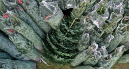 Eklat um Weihnachtsbaum vor Kita in Hamburg: Urteil gegen Aufsteller rechtskräftig