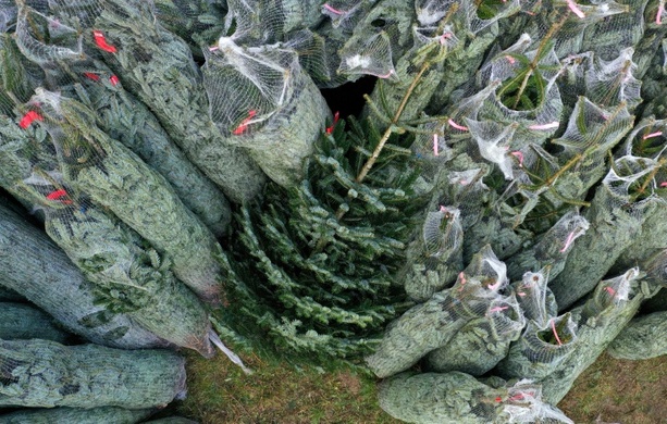 Bild vergr&ouml;&szlig;ern: Eklat um Weihnachtsbaum vor Kita in Hamburg: Urteil gegen Aufsteller rechtskräftig