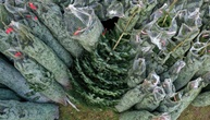 Eklat um Weihnachtsbaum vor Kita in Hamburg: Urteil gegen Aufsteller rechtskräftig