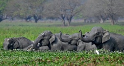 Indiens Oberstes Gericht ordnet neue Schutzmaßnahmen für wild lebende Elefanten an