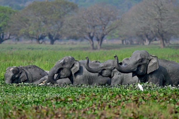 Bild vergr&ouml;&szlig;ern: Indiens Oberstes Gericht ordnet neue Schutzmaßnahmen für wild lebende Elefanten an