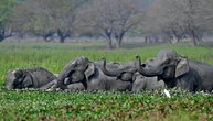 Indiens Oberstes Gericht ordnet neue Schutzmaßnahmen für wild lebende Elefanten an