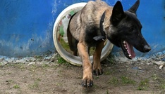 Vorfall mit Polizeihund in Sachsen: Ermittlungen gegen Polizist eingestellt