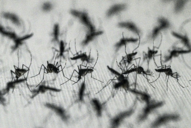 Bild vergr&ouml;&szlig;ern: West-Nil-Virus laut EU-Gesundheitsbehörde aus zwölf europäischen Ländern gemeldet