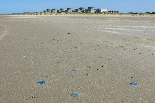 Bild vergr&ouml;&szlig;ern: Quallenplage in Frankreich führt erneut zu Atomreaktor-Abschaltung