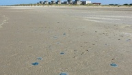 Quallenplage in Frankreich führt erneut zu Atomreaktor-Abschaltung