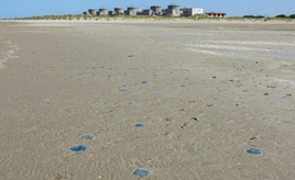 Quallenplage in Frankreich führt erneut zu Atomreaktor-Abschaltung