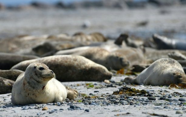Bild vergr&ouml;&szlig;ern: Stabiler Nachwuchs bei Seehunden in Wattenmeer: Knapp 2400 Jungtiere gezählt