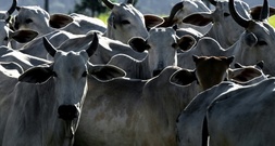 EU setzt Fleischimporte aus Brasilien wegen Antibiotika-Regeln aus