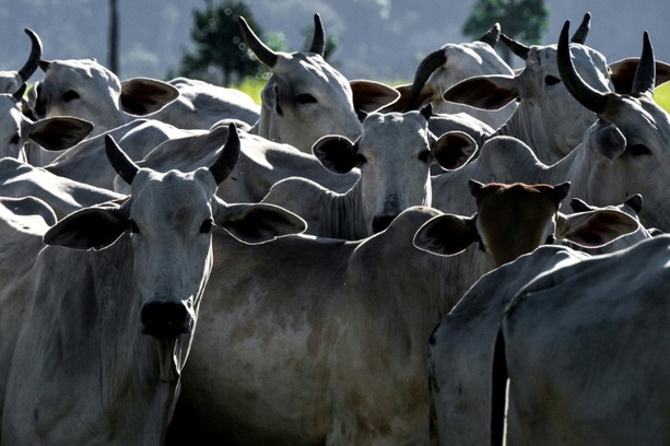 Bild vergr&ouml;&szlig;ern: EU setzt Fleischimporte aus Brasilien wegen Antibiotika-Regeln aus