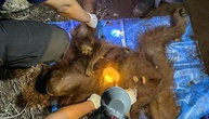 Orang-Utan-Mutter mit Jungtier von Baum in Waldbrandgebiet in Indonesien gerettet
