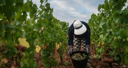 Schwache Ernte erwartet: Dürre- und Hitzesommer setzt Frankreichs Winzern zu