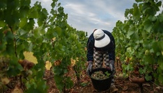 Schwache Ernte erwartet: Dürre- und Hitzesommer setzt Frankreichs Winzern zu