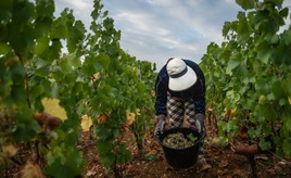 Schwache Ernte erwartet: Dürre- und Hitzesommer setzt Frankreichs Winzern zu