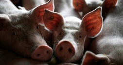 Schweinestall mit 1800 Tieren in Niedersachsen ausgebrannt