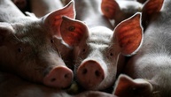 Schweinestall mit 1800 Tieren in Niedersachsen ausgebrannt