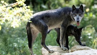 Mehr als 60 Schafe bei großem Wolfsangriff in Frankreich getötet