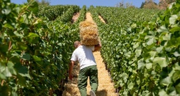 Weinbaubetriebe in Rheinland-Pfalz können Prämie für dauerhafte Rodung bekommen
