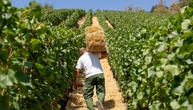 Weinbaubetriebe in Rheinland-Pfalz können Prämie für dauerhafte Rodung bekommen
