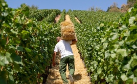 Weinbaubetriebe in Rheinland-Pfalz können Prämie für dauerhafte Rodung bekommen