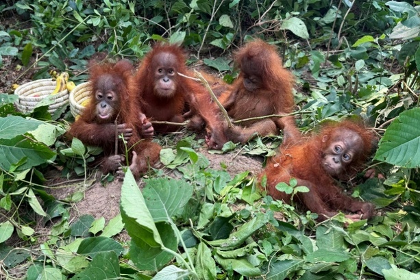 Bild vergr&ouml;&szlig;ern: Fünf junge Orang-Utans ohne Muttertier in Indien gefunden - Rückkehr nach Indonesien geplant