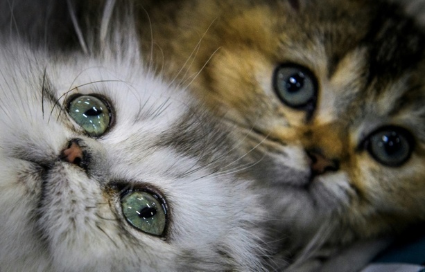 Bild vergr&ouml;&szlig;ern: Wachmann rettet Katzenbabys aus Müllcontainer in Baden-Württemberg