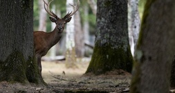 Wanderer im Allgäu fürchtet Bärenattacke: Polizei identifiziert Hirsche