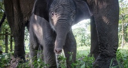 Bedrohte Sumatra-Elefanten wegen Waldbränden in Indonesien noch stärker gefährdet