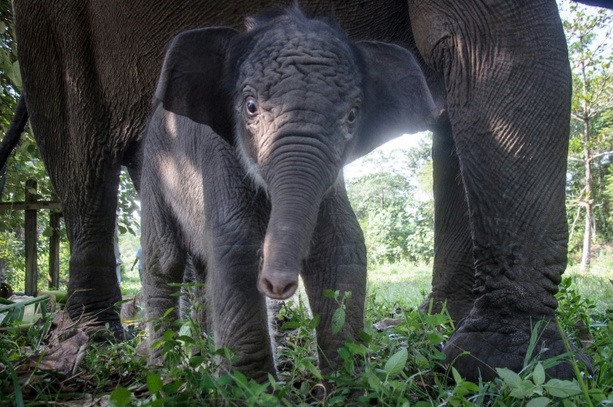 Bild vergr&ouml;&szlig;ern: Bedrohte Sumatra-Elefanten wegen Waldbränden in Indonesien noch stärker gefährdet