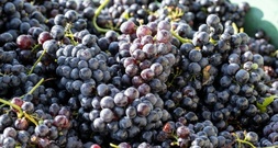 Aus Rotweinfass verschwunden: Unbekannte stehlen tausende Liter Maische von Weingut