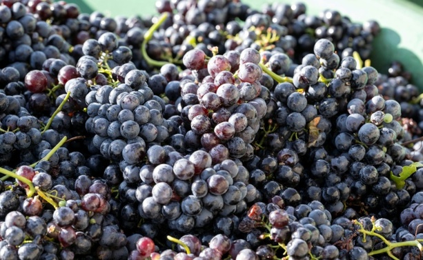 Bild vergr&ouml;&szlig;ern: Aus Rotweinfass verschwunden: Unbekannte stehlen tausende Liter Maische von Weingut