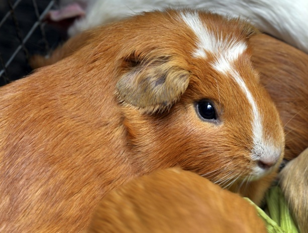 Bild vergr&ouml;&szlig;ern: Niedersachsen: Unbekannte setzen fast 50 Meerschweinchen in Wald aus
