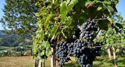 Rheinland-Pfalz: Unbekannte ernten im großen Stil Trauben von Weinberg ab