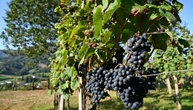 Rheinland-Pfalz: Unbekannte ernten im großen Stil Trauben von Weinberg ab