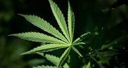 Hessen: Polizei entdeckt Cannabisplantage mit 300 Pflanzen in Lagerhalle