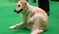 Als Wachhund unbrauchbar: Golden Retriever versucht mit Einbrecher zu spielen