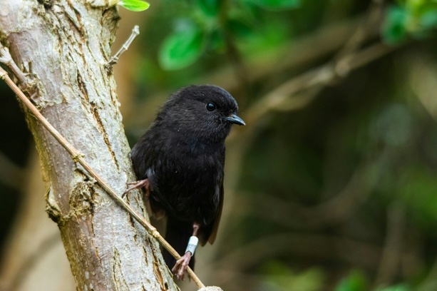 Bild vergr&ouml;&szlig;ern: Wahl mit Rekordbeteiligung: Chathamschnäpper ist Neuseelands Vogel des Jahres