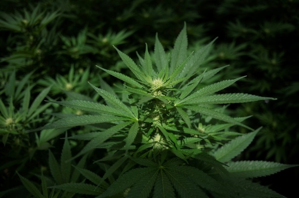 Bild vergr&ouml;&szlig;ern: Sachsen-Anhalt: Cannabisplantage und hundert Kilogramm Blüten bei Razzia beschlagnahmt