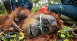 Waldbrände auf Borneo bedrohen seltene Orang-Utans