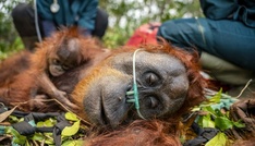 Waldbrände auf Borneo bedrohen seltene Orang-Utans
