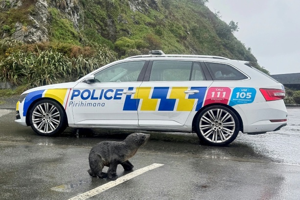Bild vergr&ouml;&szlig;ern: Auf vielbefahrene Straße verirrt: Polizei hilft Seehund-Jungtier in Neuseeland
