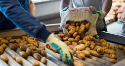 Hitzesommer: Schwache Kartoffelernte in diesem Jahr erwartet