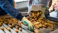 Hitzesommer: Schwache Kartoffelernte in diesem Jahr erwartet
