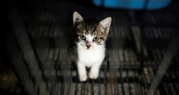 In Gebüsch an Flugplatz: 17 Katzen in Nordrhein-Westfalen ausgesetzt