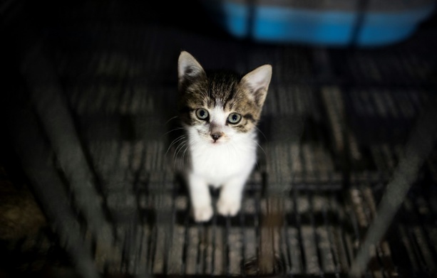 Bild vergr&ouml;&szlig;ern: In Gebüsch an Flugplatz: 17 Katzen in Nordrhein-Westfalen ausgesetzt