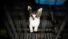 In Gebüsch an Flugplatz: 17 Katzen in Nordrhein-Westfalen ausgesetzt