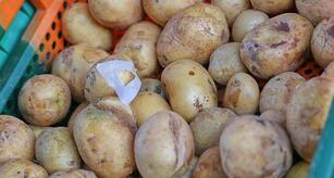 Kartoffelernte fällt dieses Jahr schwächer aus